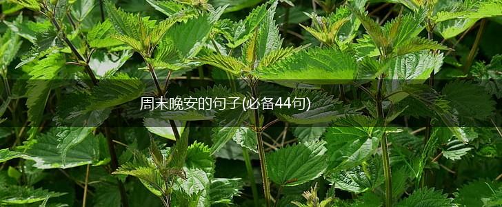 周末晚安的句子(必备44句),第1张