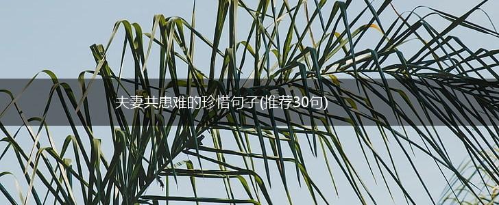 夫妻共患难的珍惜句子(推荐30句),第1张