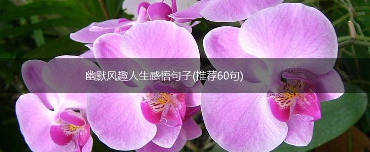 幽默风趣人生感悟句子(推荐60句),第1张