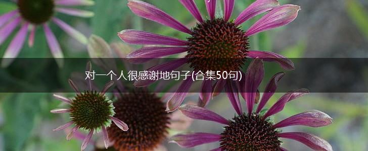 对一个人很感谢地句子(合集50句),第1张