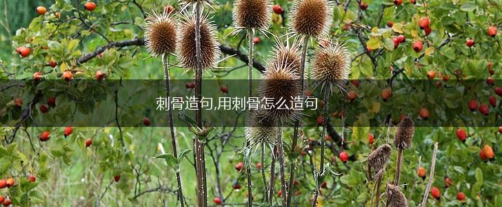 刺骨造句,用刺骨怎么造句,第1张