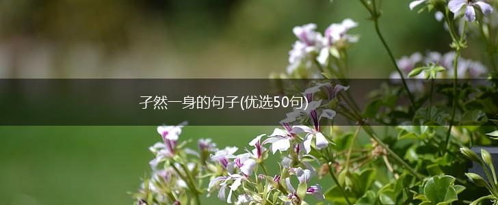 孑然一身的句子(优选50句),第1张 孑然一身的句子(优选50句),第1张