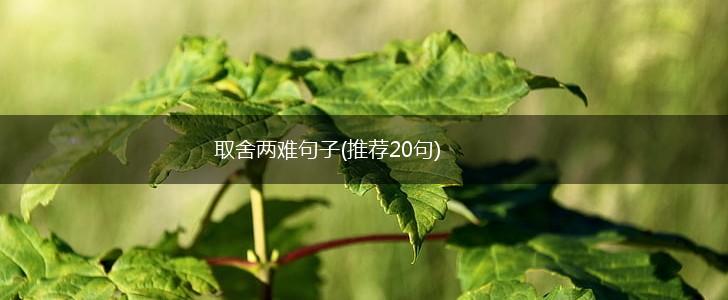 取舍两难句子(推荐20句),第1张