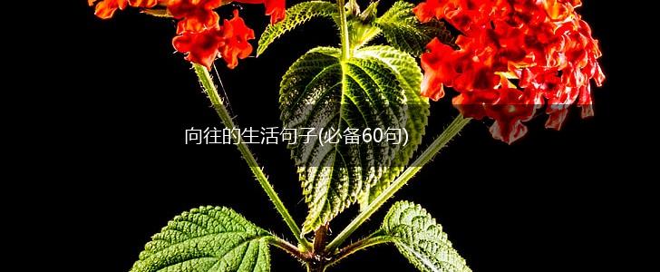 向往的生活句子(必备60句),第1张
