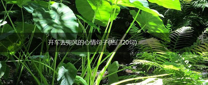 开车去兜风的心情句子(热门20句),第1张