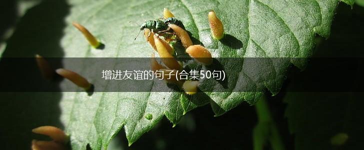 增进友谊的句子(合集50句),第1张