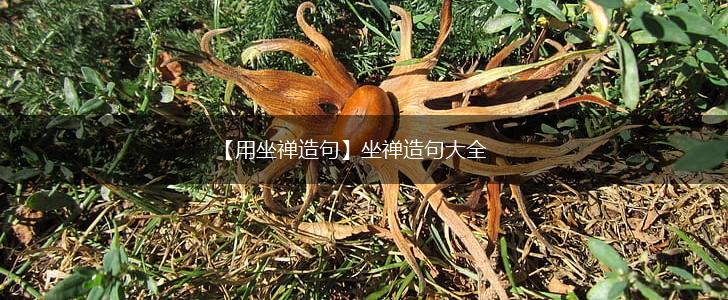 【用坐禅造句】坐禅造句大全,第1张