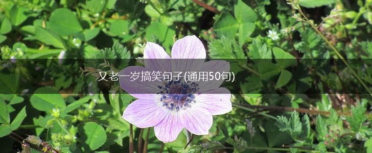 又老一岁搞笑句子(通用50句),第1张