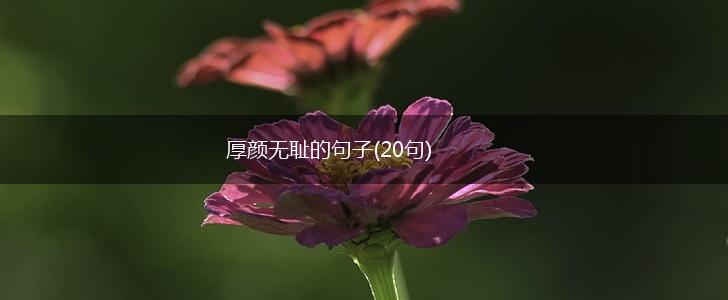 厚颜无耻的句子(20句),第1张