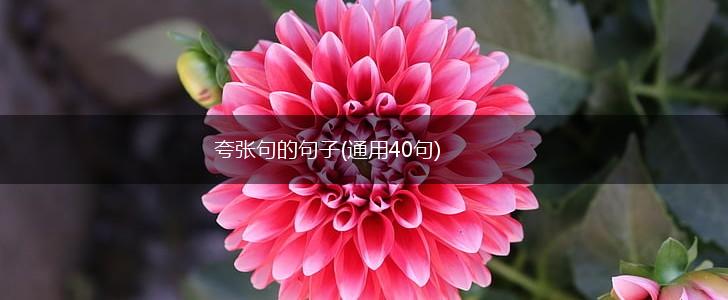 夸张句的句子(通用40句),第1张
