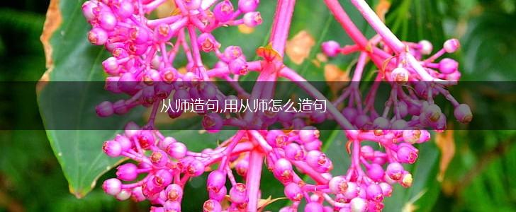从师造句,用从师怎么造句,第1张