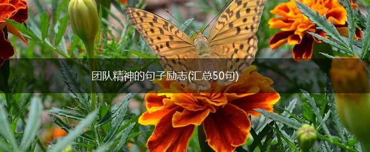 团队精神的句子励志(汇总50句),第1张