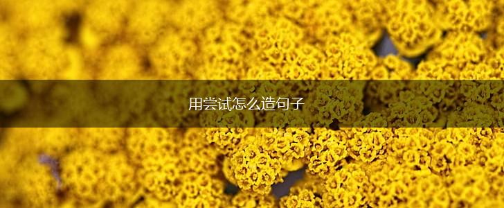 用尝试怎么造句子,第1张