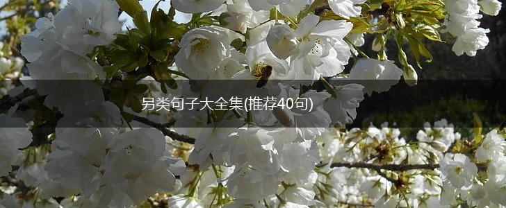 另类句子大全集(推荐40句),第1张