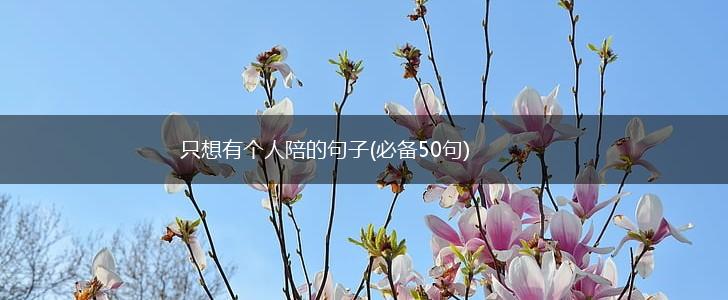 只想有个人陪的句子(必备50句),第1张
