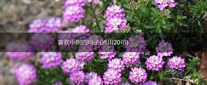 喜欢小狗的句子(通用20句),第1张