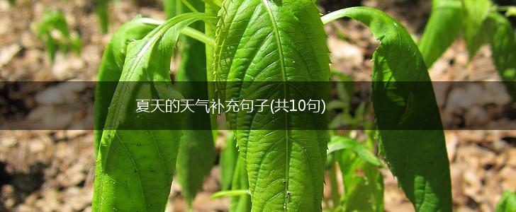 夏天的天气补充句子(共10句),第1张