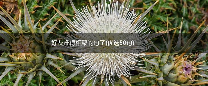 好友难得相聚的句子(优选50句),第1张