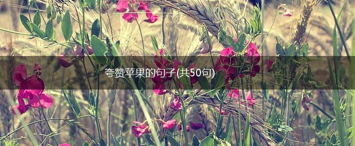 夸赞苹果的句子(共50句),第1张