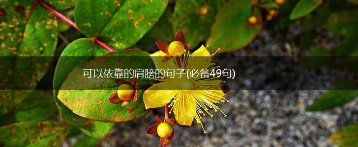 可以依靠的肩膀的句子(必备49句),第1张