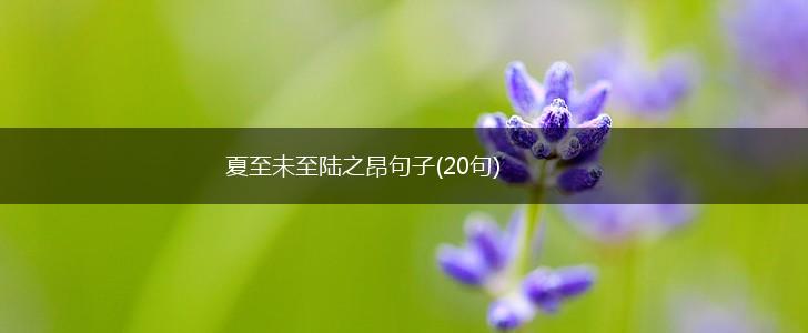 夏至未至陆之昂句子(20句),第1张