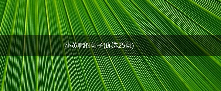 小黄鸭的句子(优选25句),第1张