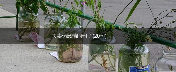 夫妻伤感情的句子(20句),第1张