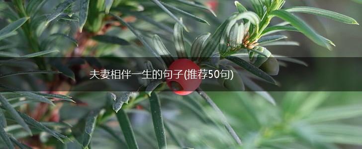 夫妻相伴一生的句子(推荐50句),第1张