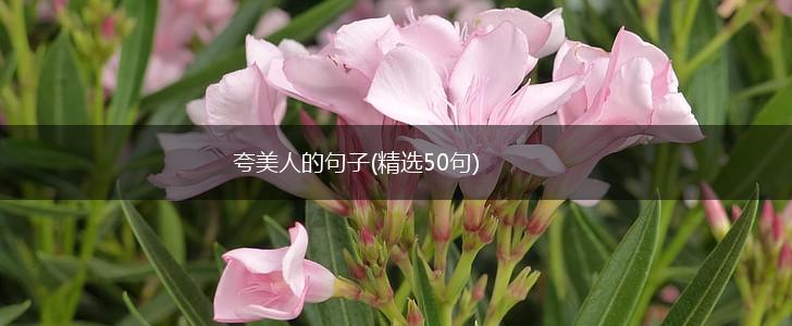 夸美人的句子(精选50句),第1张