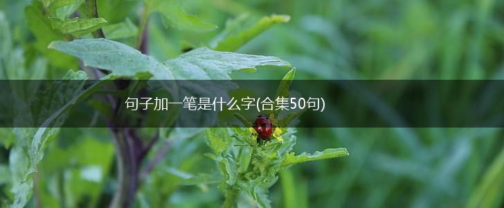 句子加一笔是什么字(合集50句),第1张