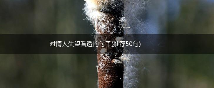 对情人失望看透的句子(推荐50句),第1张