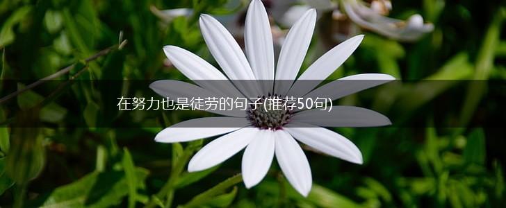 在努力也是徒劳的句子(推荐50句),第1张