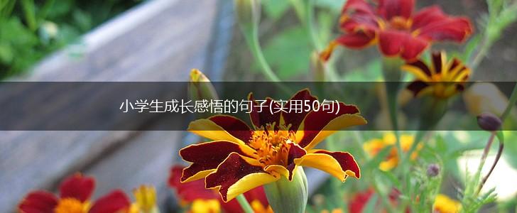 小学生成长感悟的句子(实用50句),第1张