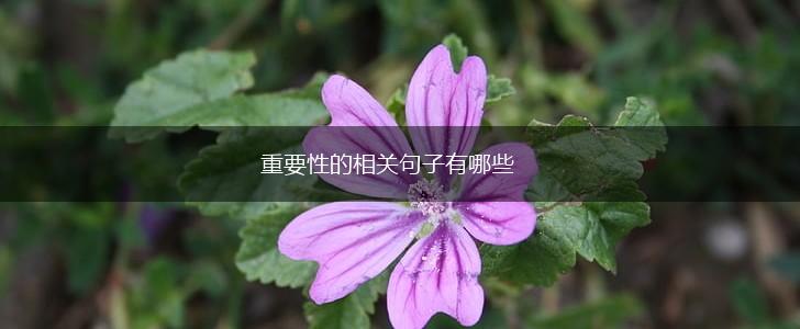 重要性的相关句子有哪些,第1张