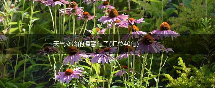 天气变冷的温馨句子(汇总40句),第1张