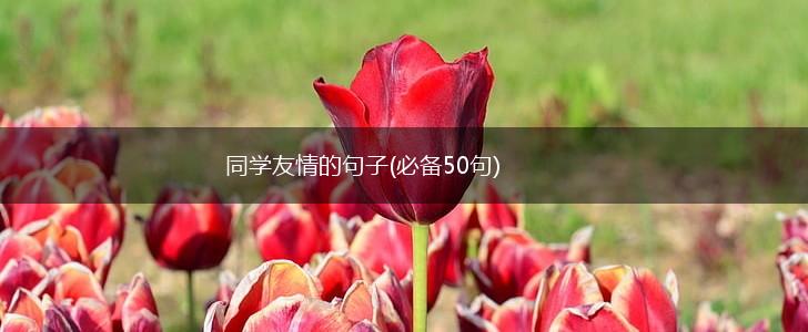 同学友情的句子(必备50句),第1张