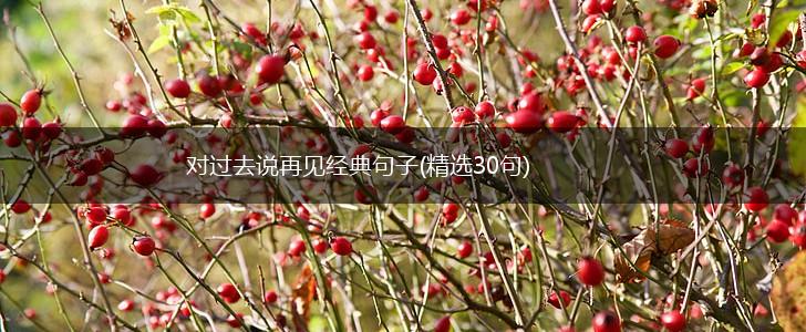 对过去说再见经典句子(精选30句),第1张