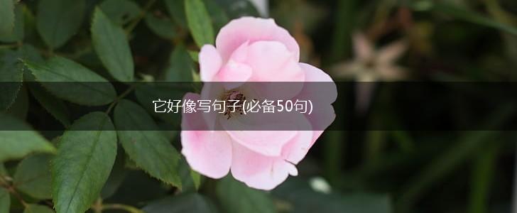 它好像写句子(必备50句),第1张