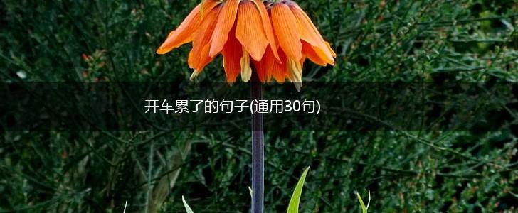 开车累了的句子(通用30句),第1张