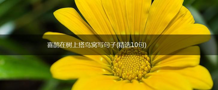 喜鹊在树上搭鸟窝写句子(精选10句),第1张
