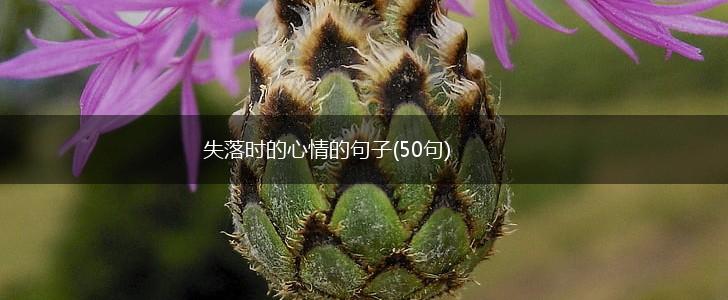 失落时的心情的句子(50句),第1张