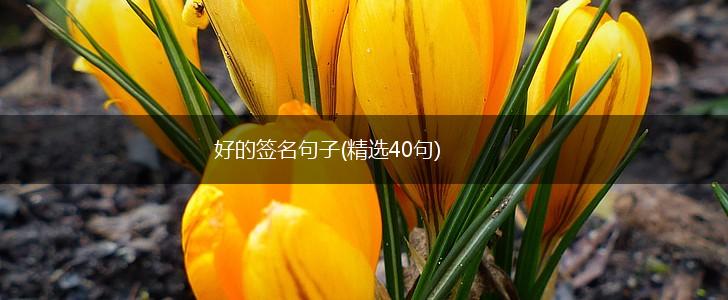 好的签名句子(精选40句),第1张