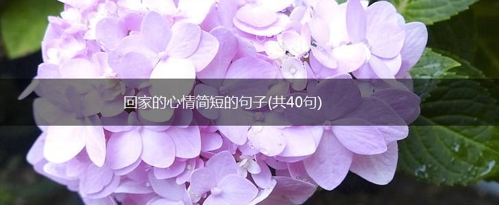 回家的心情简短的句子(共40句),第1张