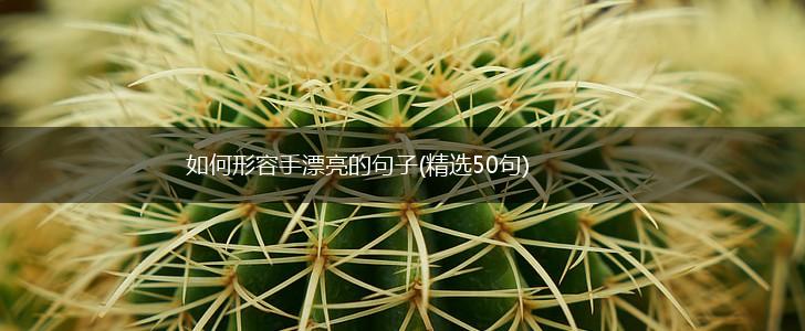 如何形容手漂亮的句子(精选50句),第1张