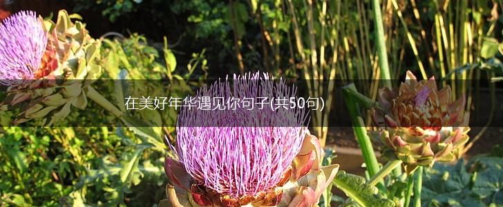 在美好年华遇见你句子(共50句),第1张
