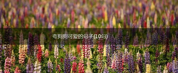 夸狗狗可爱的句子(10句),第1张
