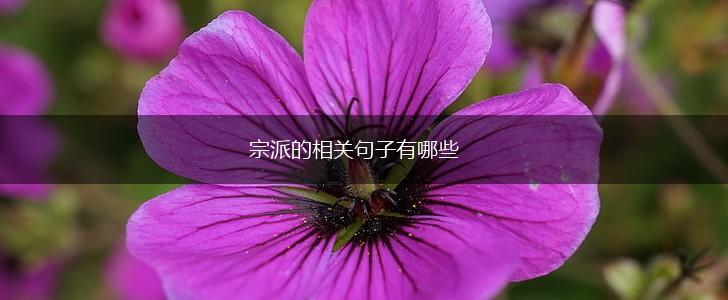 宗派的相关句子有哪些,第1张