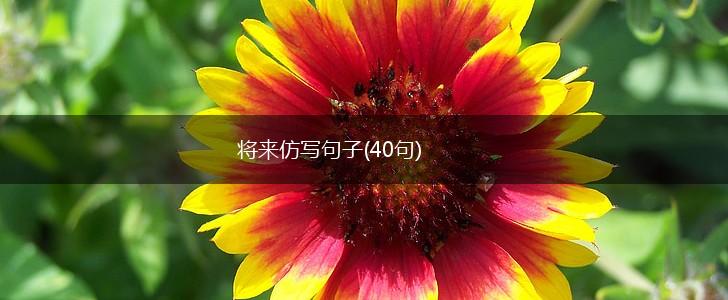 将来仿写句子(40句),第1张