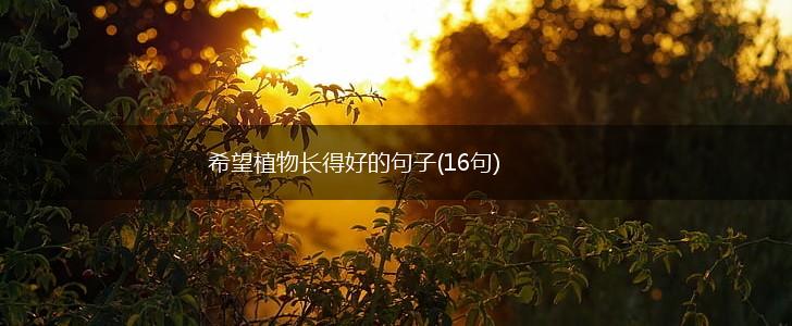 希望植物长得好的句子(16句),第1张