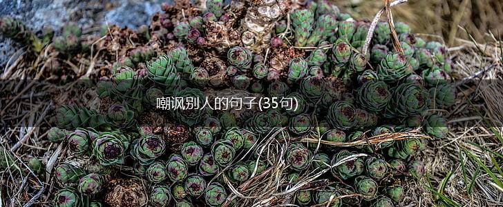嘲讽别人的句子(35句),第1张